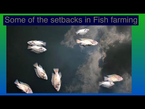 If don&#039;t know the setbacks in fish farming. WATCH THIS